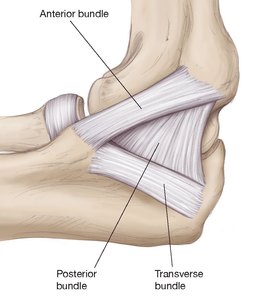 ligaments in elbow