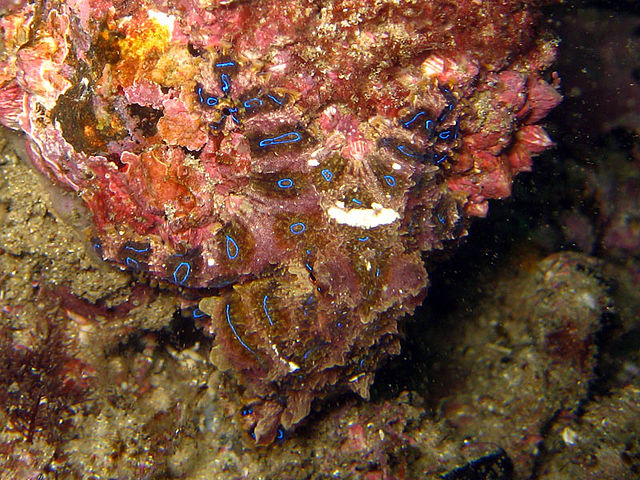 Blue ringed octupus on a rock