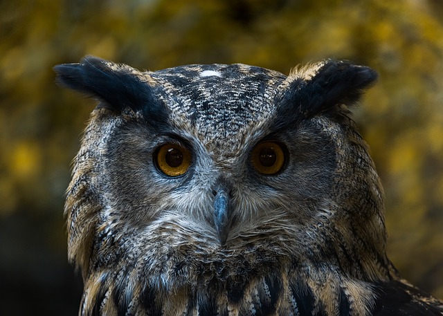 owl looking at the camera-eagle