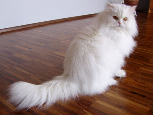 white cat