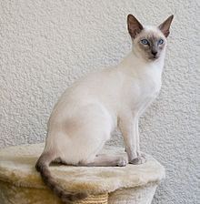Adult Siamese Cats