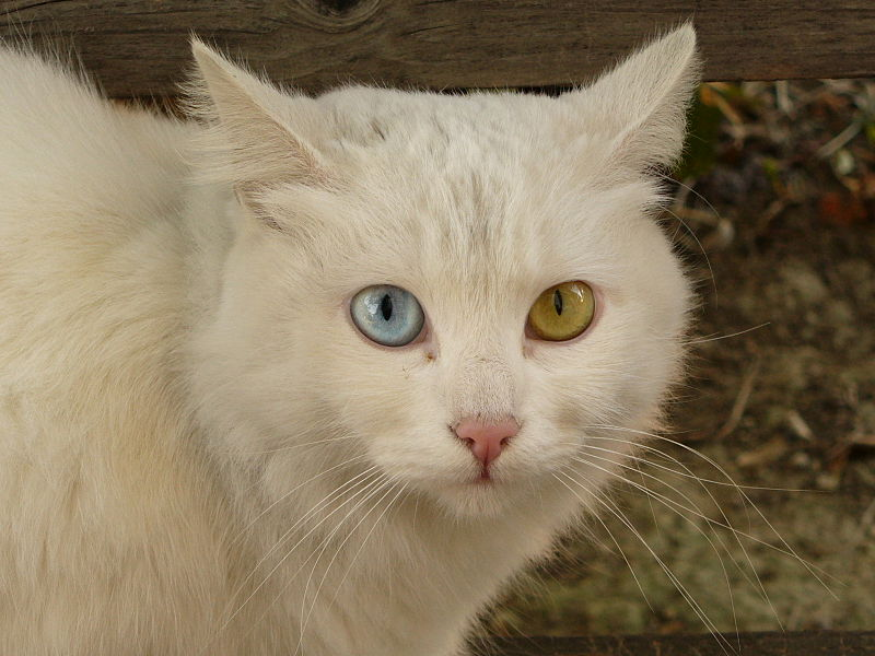 white cat
