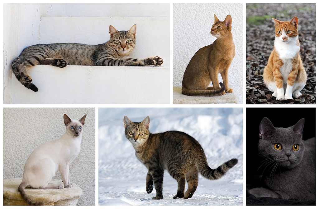 Image of cats
