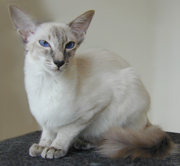 Siamese Cat Coating