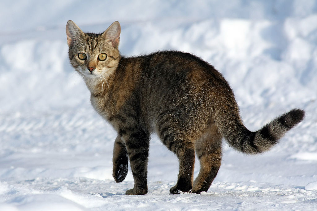 Cat walking in snow