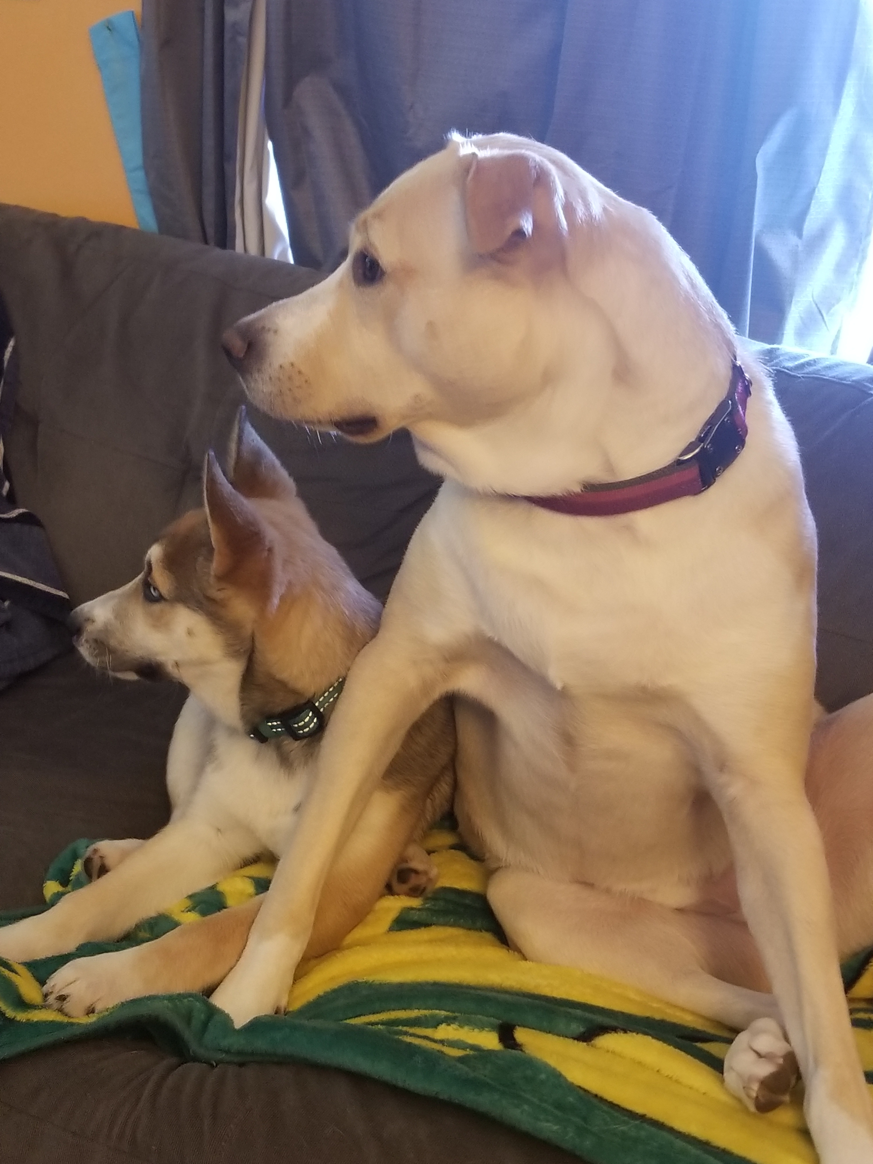 Dog's named Kinder and Kai sitting up in alert