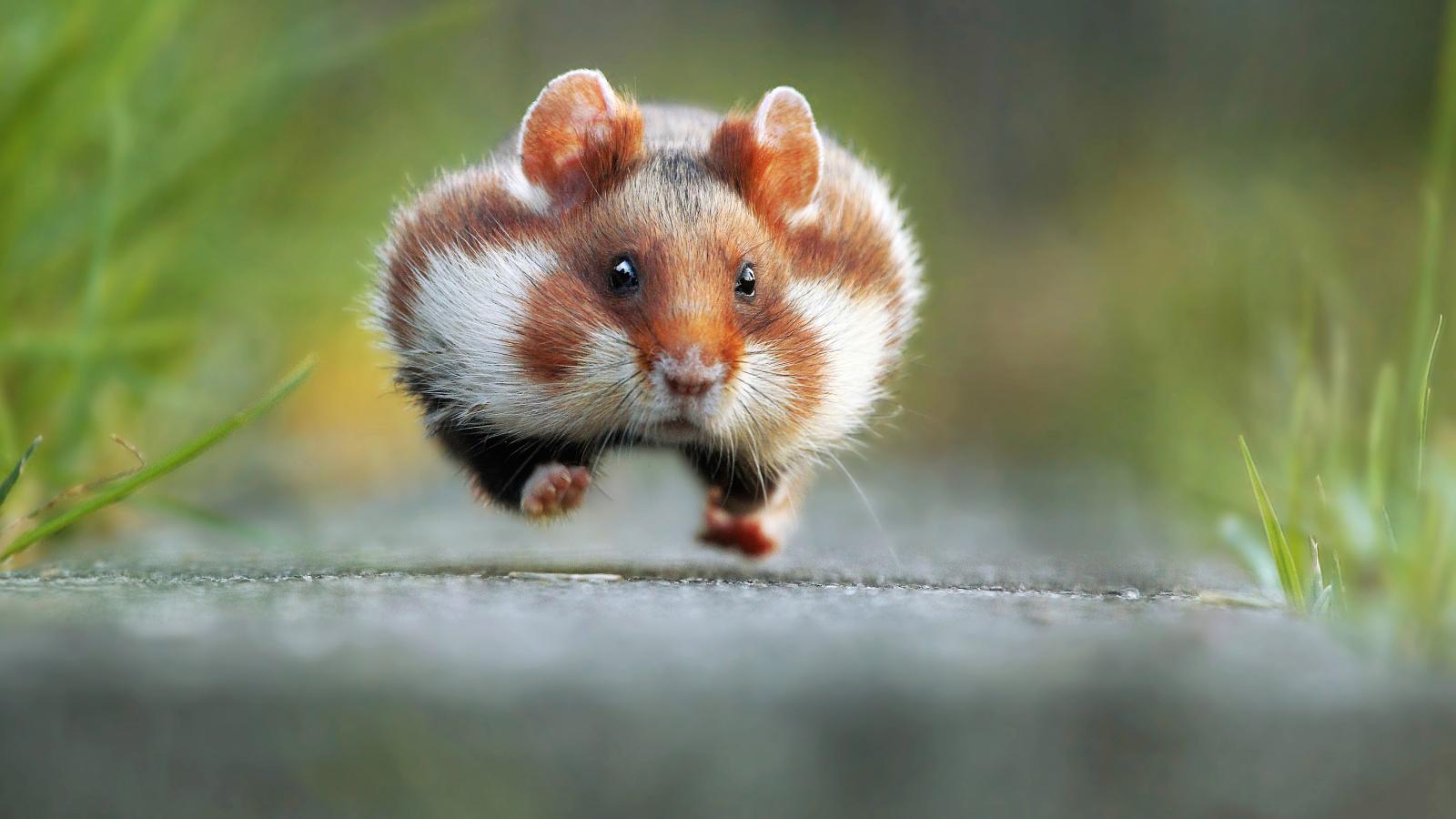 Flying Chipmunk.