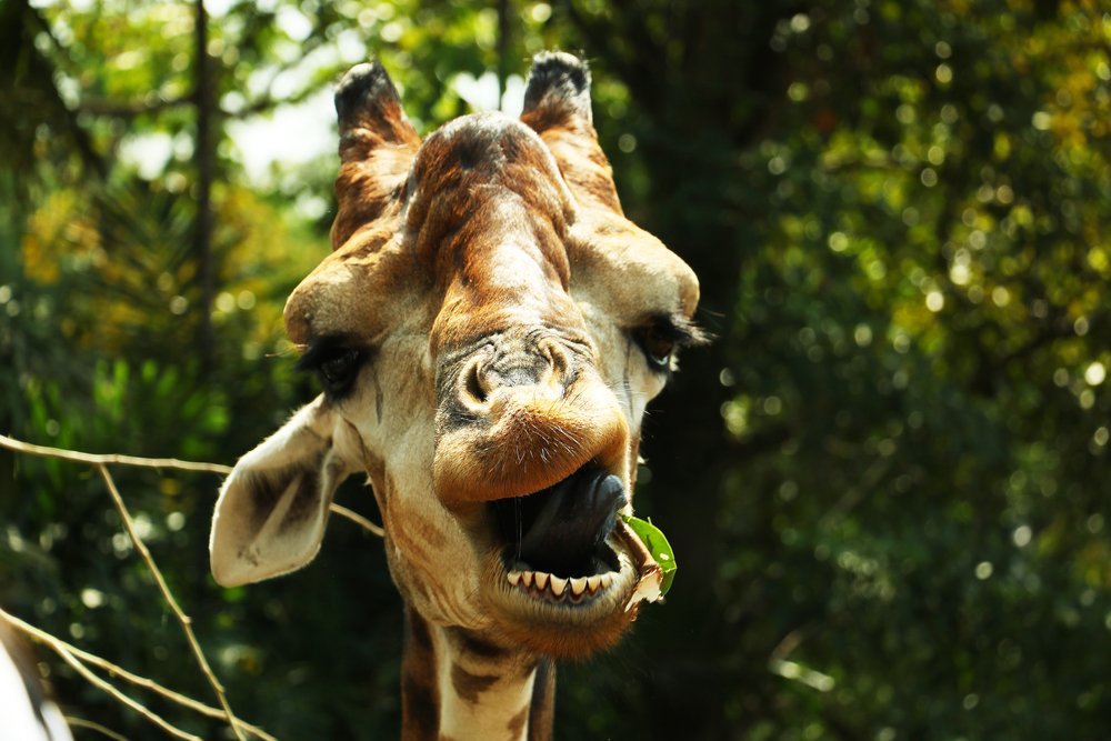 Goofy Giraffe.