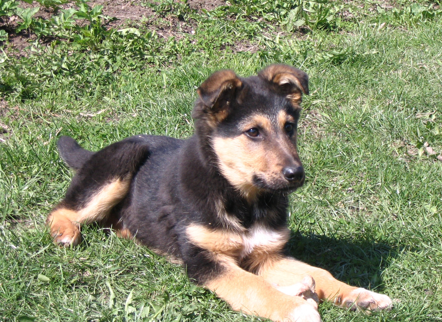 dog