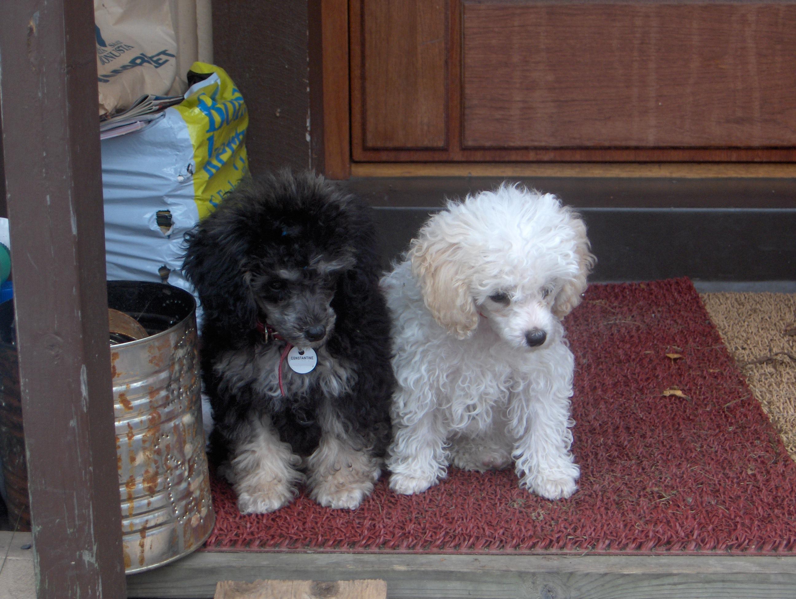 puppies