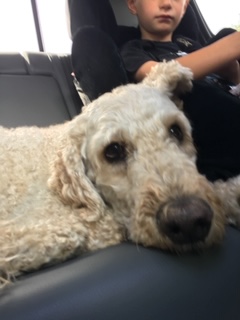 My Dog