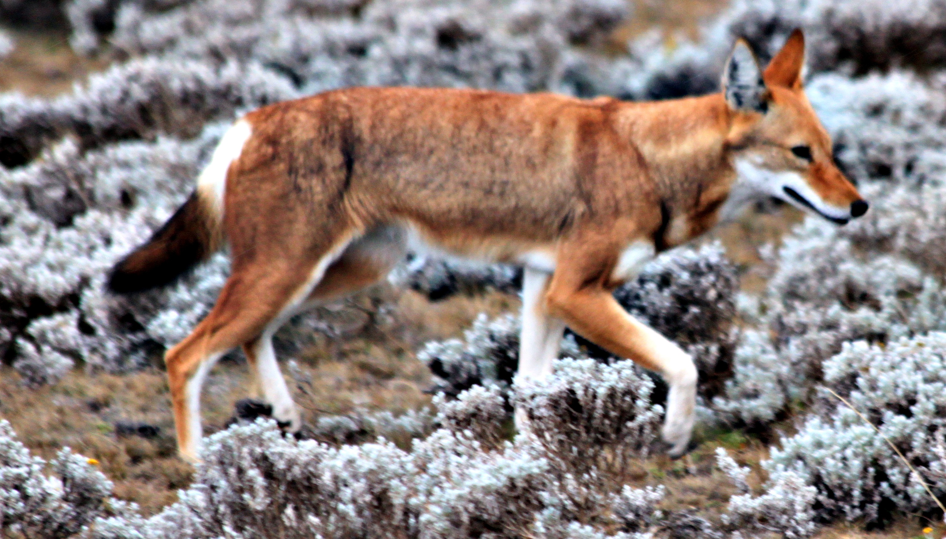 wolf/