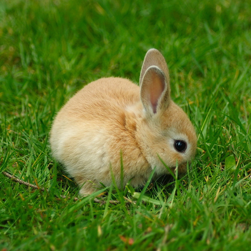 A fluffy bunny