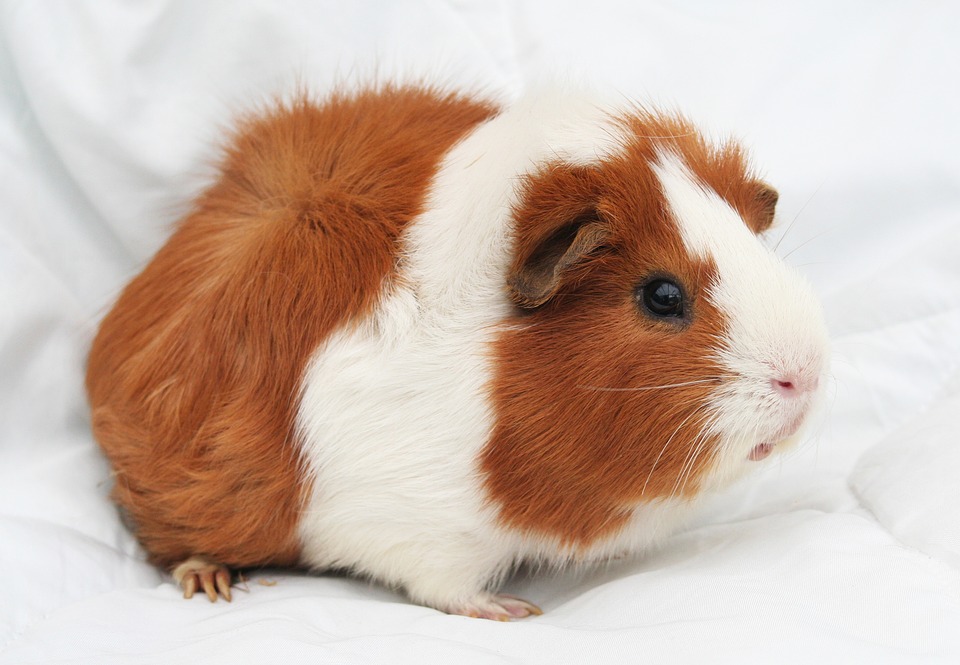 A cute guinea pig