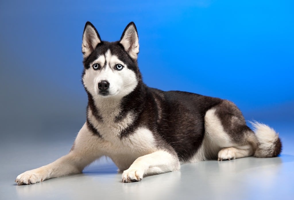 Husky