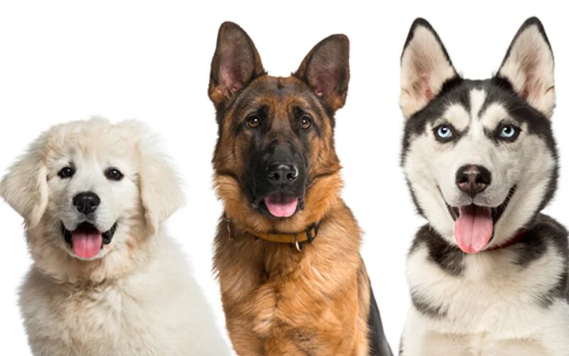 Group of dogs