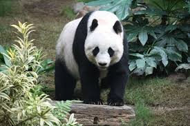 A giant panda