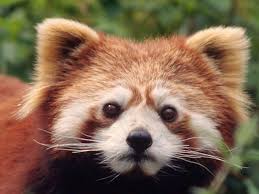 A red panda...