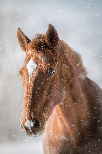 horse