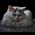 Fluffy Cats