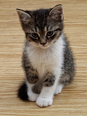 Kittens