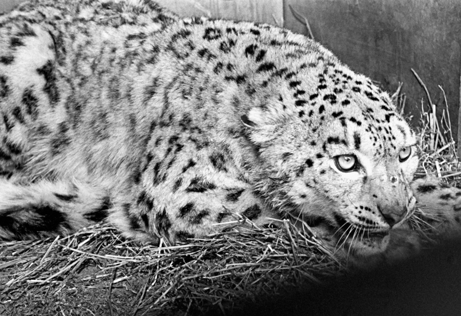 Image description