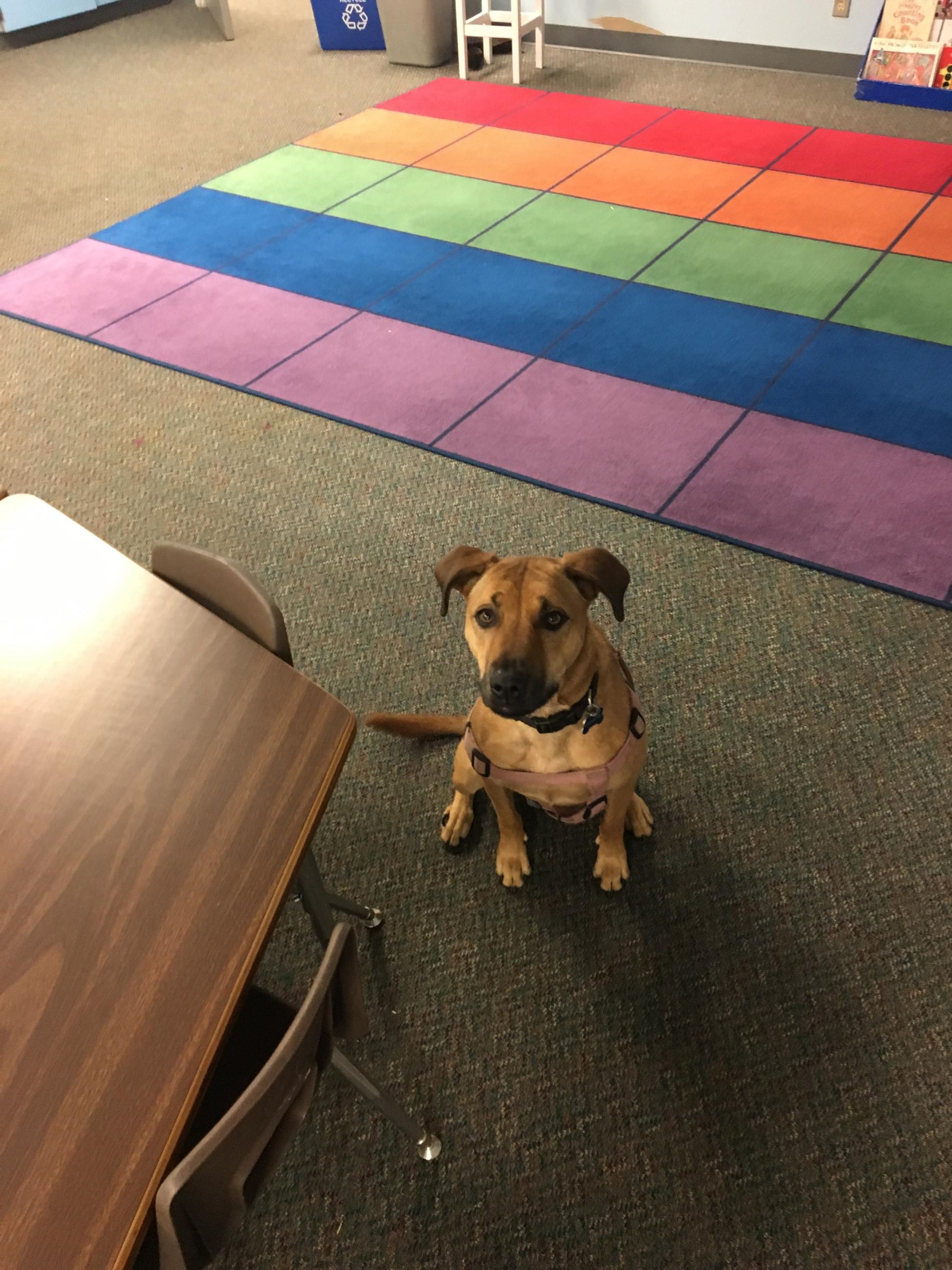 doggie in a classroom