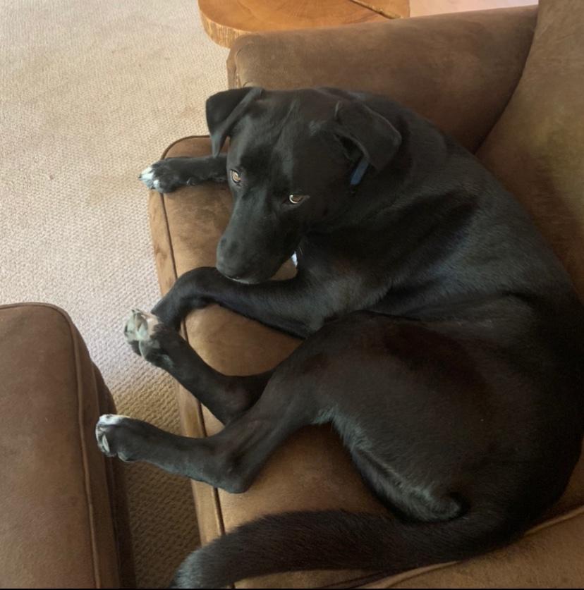 dog