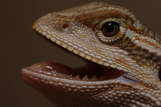 Bearded Dragon Showing Its Teeth