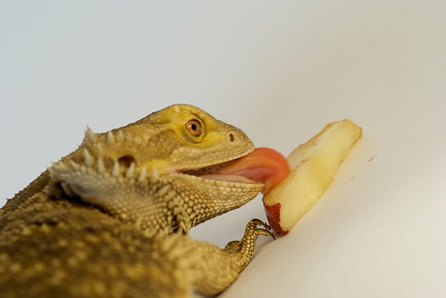 Bearded Dragon Eating an Apple