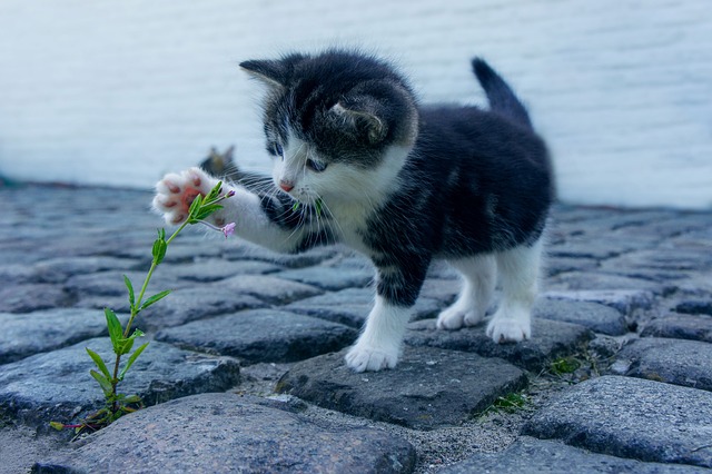 cat being kind