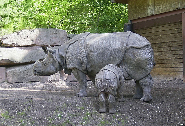 Javan rhino