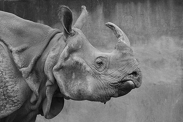 Rhinoceros