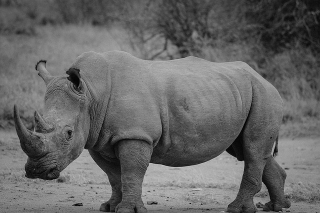 Black Rhinoceros