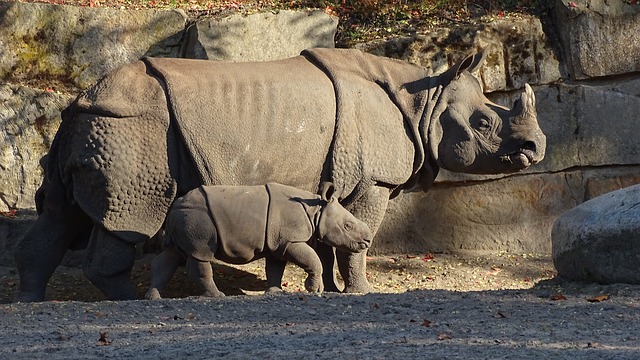 Indian rhino 
