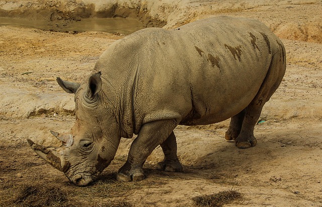 White rhinoceros