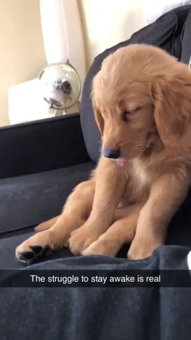 dog sleeping