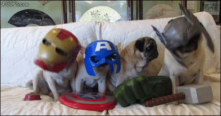 avenger pugs having a jam session