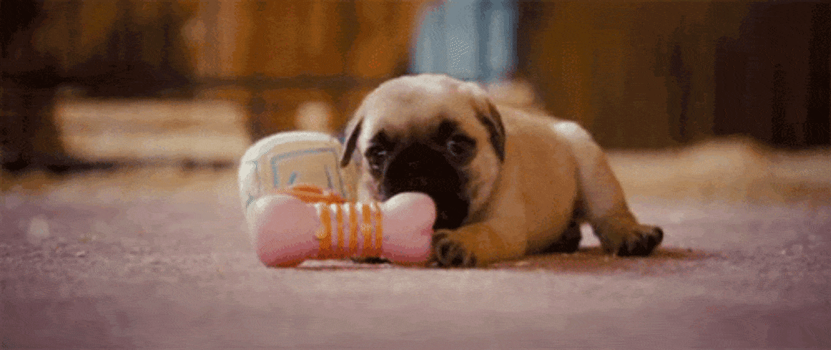 baby pug biting a toy