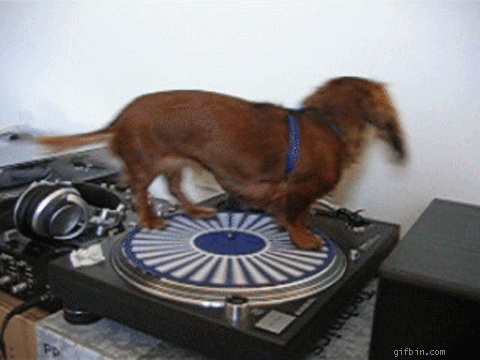 dog on DJ set