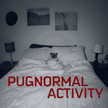 pug doing ghost stuff