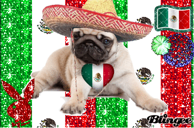 pug wearing a sombero