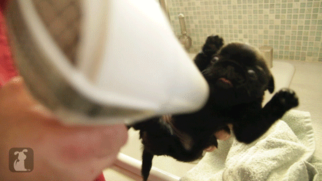 pug being air dried