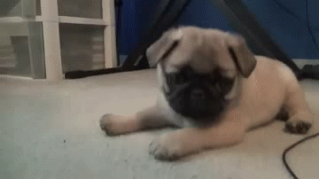 Pug that looks like he is smaking