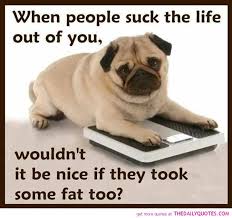 pug on a scale
