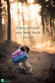 pug on a trail