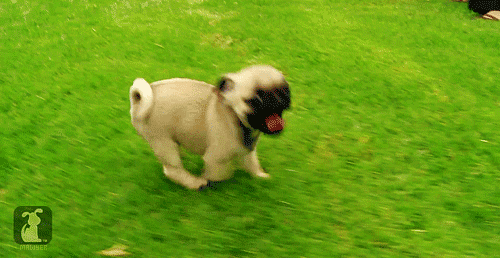 Pug came out for nowhere