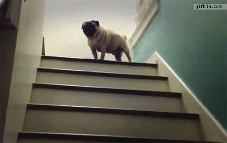 pug going down stairs backwards