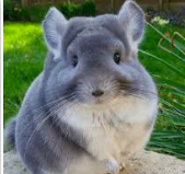 Chinchilla