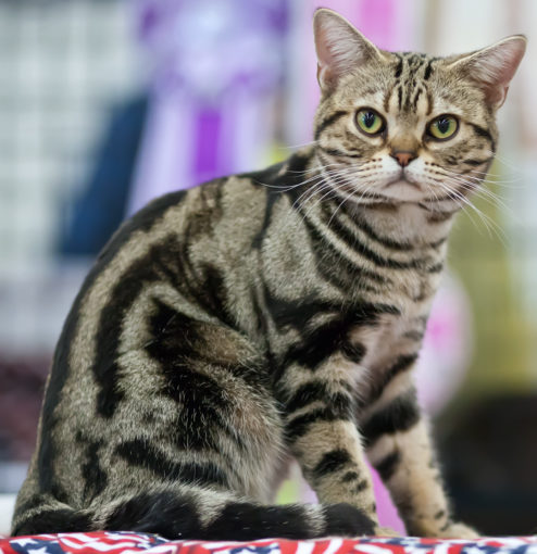 meogiangiu